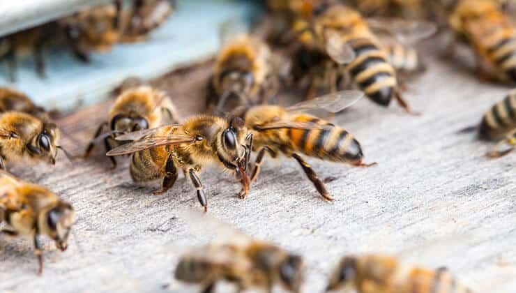 exterminator-for-bees-and-wasps-michigan-big-0