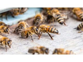 exterminator-for-bees-and-wasps-michigan-small-0