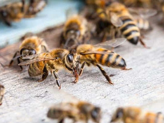 exterminator-for-bees-and-wasps-michigan