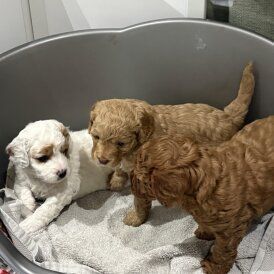 cavapoo-puppies-for-sale-big-0