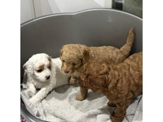 cavapoo-puppies-for-sale-small-0