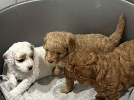 cavapoo-puppies-for-sale