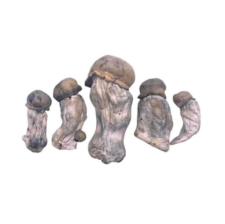 high-quality-mushroom-products-washington-dc-trusted-source-big-0