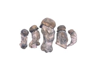 high-quality-mushroom-products-washington-dc-trusted-source-small-0