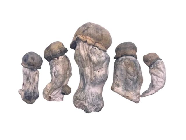 high-quality-mushroom-products-washington-dc-trusted-source