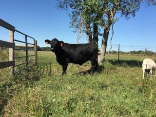 discover-trusted-cow-farms-near-me-in-houston-small-0