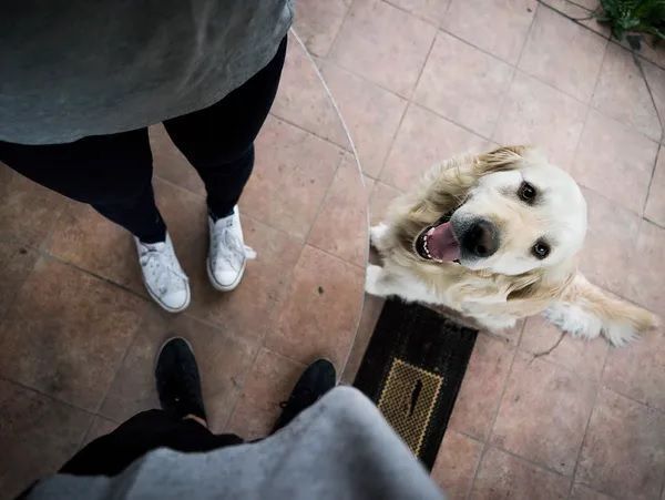 best-pet-sitting-services-near-me-trusted-local-pet-care-big-0
