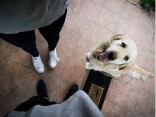 best-pet-sitting-services-near-me-trusted-local-pet-care-small-0
