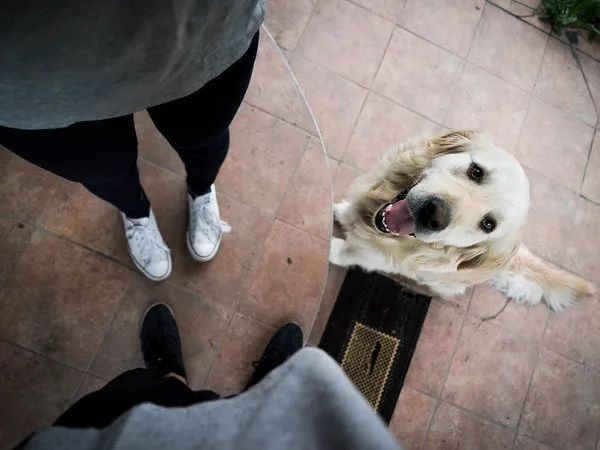 best-pet-sitting-services-near-me-trusted-local-pet-care