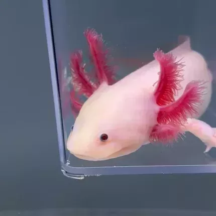 where-do-you-buy-an-axolotl-big-0
