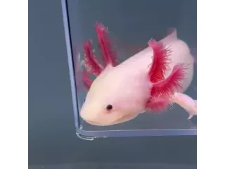 where-do-you-buy-an-axolotl-small-0