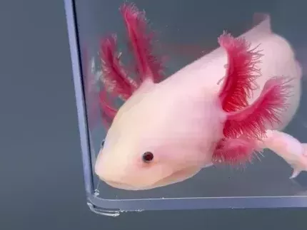 where-do-you-buy-an-axolotl