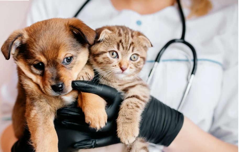 get-professional-pet-routine-exams-big-0
