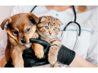 get-professional-pet-routine-exams-small-0