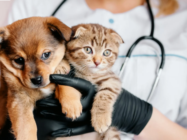 get-professional-pet-routine-exams