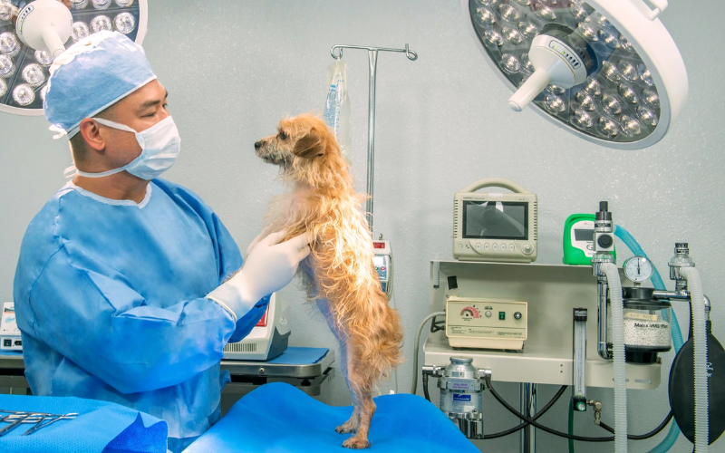 trusted-pet-surgery-hospital-for-safe-procedures-big-0