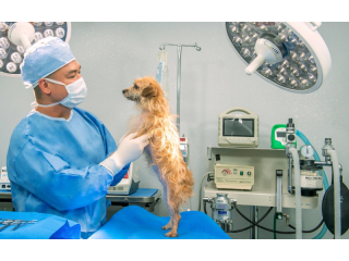 trusted-pet-surgery-hospital-for-safe-procedures-small-0