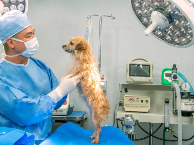 trusted-pet-surgery-hospital-for-safe-procedures