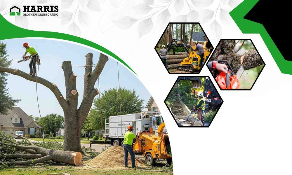 atcos-tree-service-experts-ehack-academy-big-0