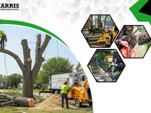 atcos-tree-service-experts-ehack-academy