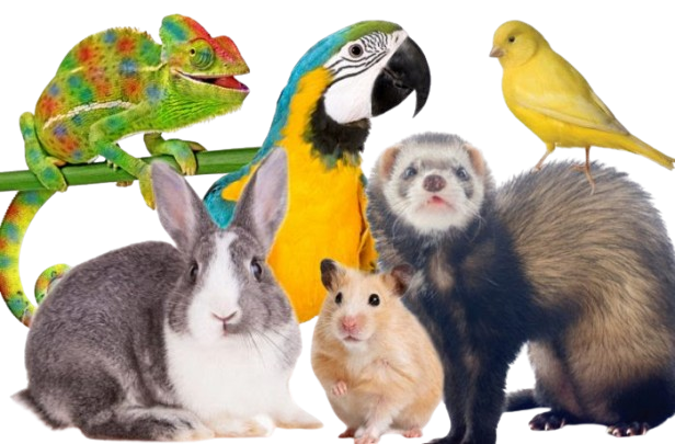 best-pet-delivery-service-airborne-animals-safe-transport-prox-big-0