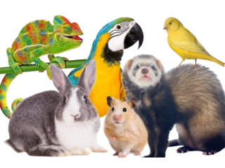 best-pet-delivery-service-airborne-animals-safe-transport-prox-small-0