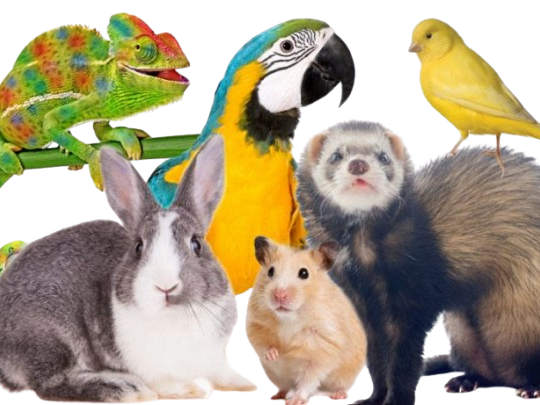 best-pet-delivery-service-airborne-animals-safe-transport-prox