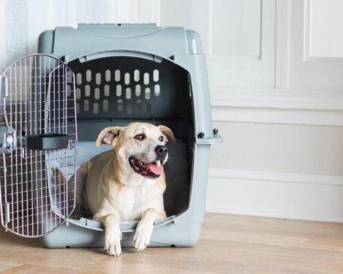 reliable-pet-international-relocation-services-dog-gone-taxi-big-0