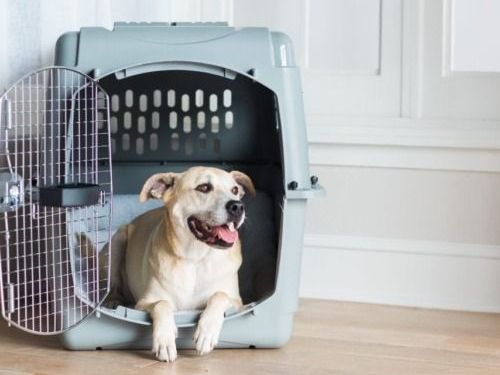 reliable-pet-international-relocation-services-dog-gone-taxi