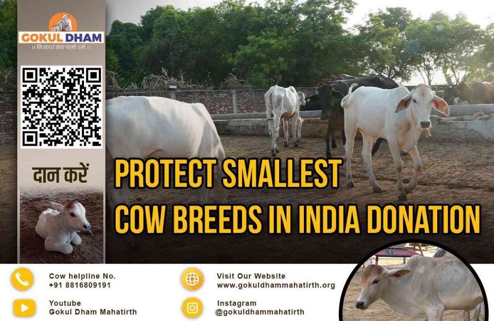 the-smallest-cow-breeds-in-india-big-0