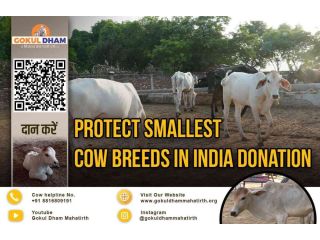 the-smallest-cow-breeds-in-india-small-0