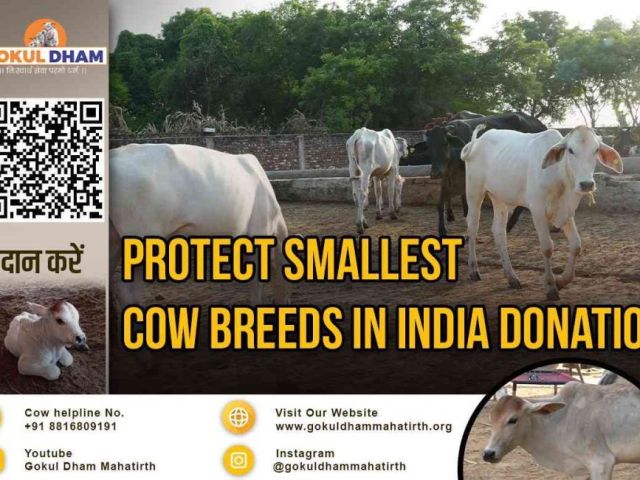 the-smallest-cow-breeds-in-india