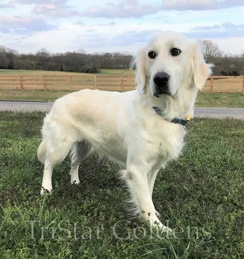 golden-retrievers-nashville-find-your-perfect-best-friend-big-0