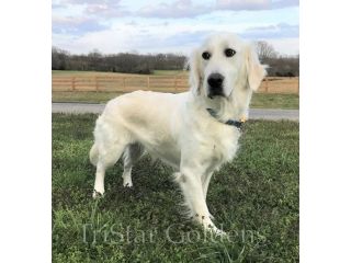 golden-retrievers-nashville-find-your-perfect-best-friend-small-0