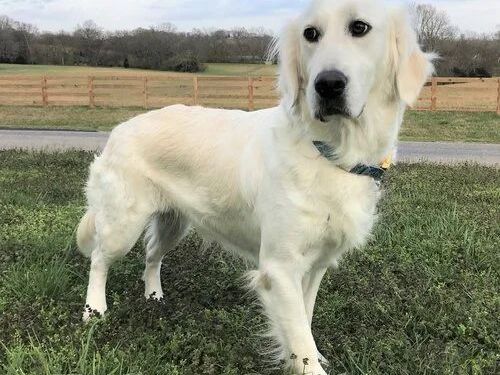 golden-retrievers-nashville-find-your-perfect-best-friend