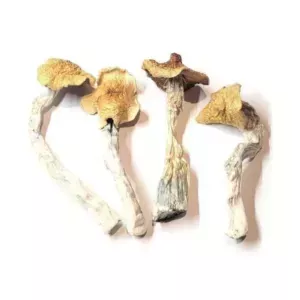 fresh-button-mushroom-for-sale-premium-quality-best-price-big-0