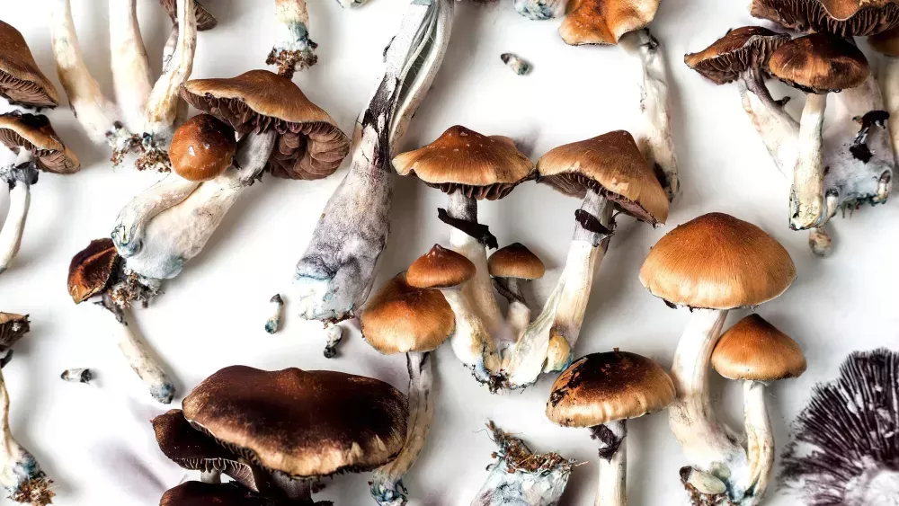 fresh-button-mushroom-for-sale-premium-quality-best-price-big-1