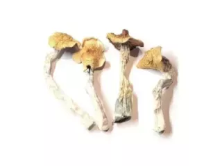 fresh-button-mushroom-for-sale-premium-quality-best-price-small-0