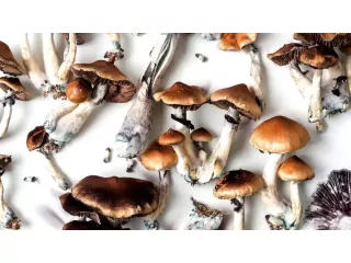 fresh-button-mushroom-for-sale-premium-quality-best-price-small-1