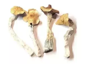 fresh-button-mushroom-for-sale-premium-quality-best-price