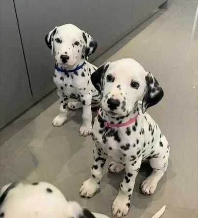 nice-and-healthy-great-dane-puppies-available-big-0