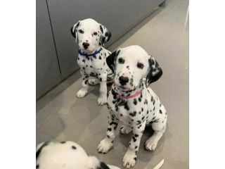 nice-and-healthy-great-dane-puppies-available-small-0