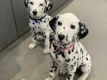 nice-and-healthy-great-dane-puppies-available