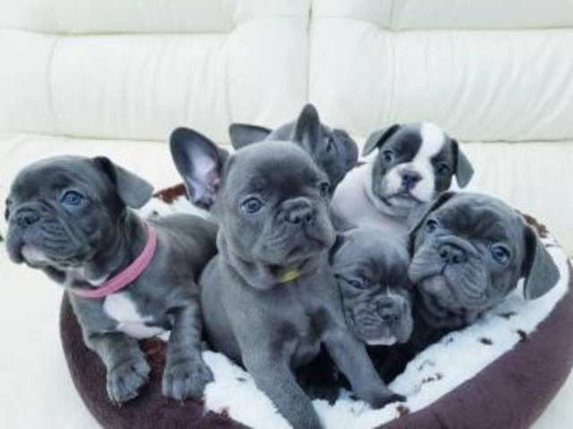male-and-female-french-bulldog-puppies-big-0