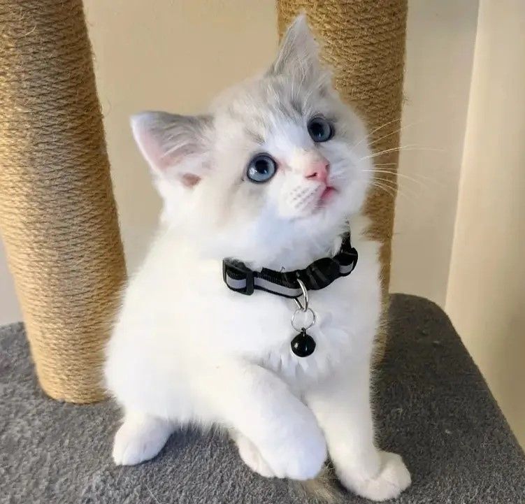 adorable-home-raised-ragdoll-kittens-big-0