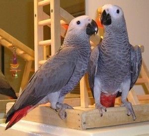lovely-african-grey-parrots-for-sale-big-0