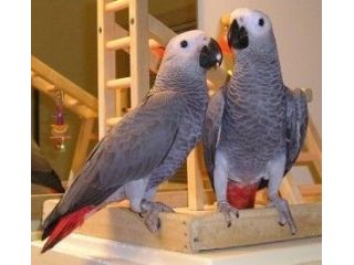 lovely-african-grey-parrots-for-sale-small-0