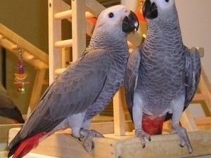 lovely-african-grey-parrots-for-sale