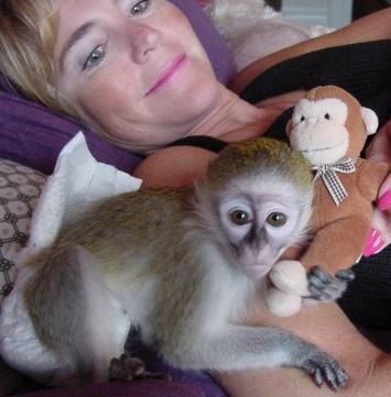 capuchin-baby-monkeys-available-big-2