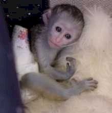 capuchin-baby-monkeys-available-big-1